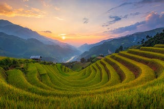 Rice fields in Vietnam — the stunning landscape