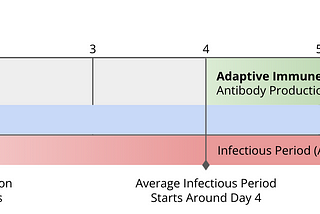 A Faster Immune Response Against SARS-CoV-2