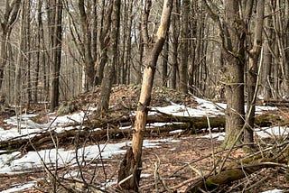 Springtime Stonework Explorations in New England