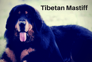 11 Dog Breeds That You May Not Have Known