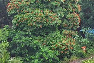 Oh, Tree