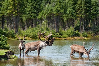 Help Save the Broadback River Valley