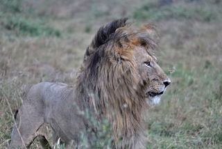 The Rhythm of the Wild: Seven Days on Safari in Kenya