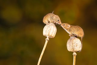 Two small brown rodents perched on plants touch noses.