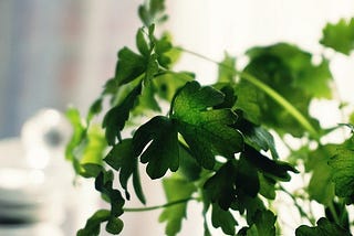 cilantro image from pexels