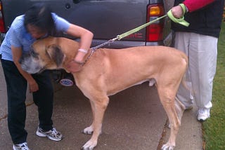 Rescue: The Messy Work of Saving Our Four-legged Friends