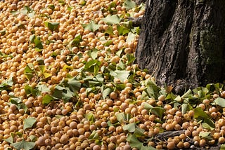 Eating Ginkgo Nuts, Making Acorn Flour, and Spotting Owls