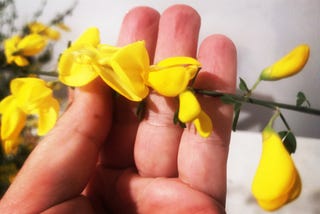 A twig of Scotch’s broom with yellow blossoms.