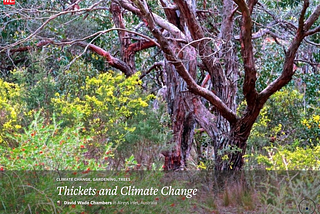 Thickets and Climate Change.