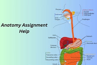 Anatomy Assignment Help