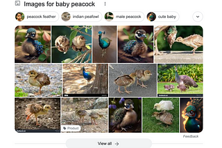 Screencap of Google image search results for the search “baby peacock”, containing a grid of 14 images, all apparently photographs, all of baby birds, some brown and some with the vivid colors associated with peacocks.