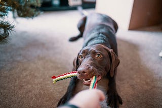 Dog Toys: What to Consider When Buying Them