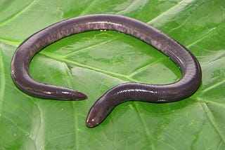 Caecilian