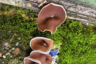Why I Listened To This Fungus