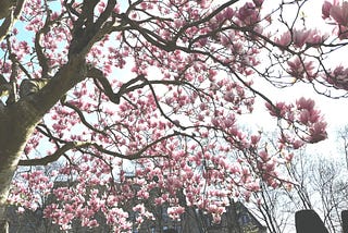 Blooming tree in spring
