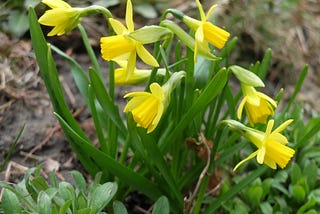 Daffodils