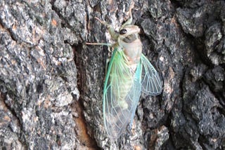 A just-hatched annual cicada, Neotibicen linnei.