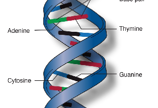 Gene Editing