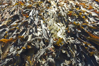 Seaweed is an AWESOME snack and great replacement for chips!