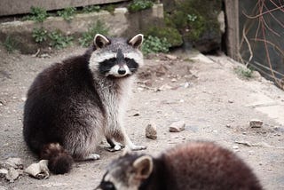 Orphan raccoon named after Tabasco sauce