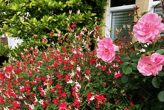 Lush May Combos and Colours Around the Neighbourhood