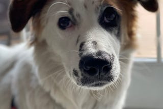 A photograph of my dog (named Papaya). The image is cropped close around her face with a soft focus on her nose.