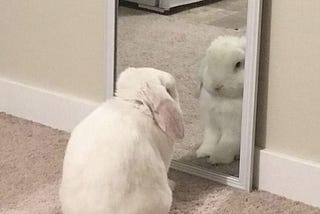 um coelho branco se olhando no espelho que está encostado na parede