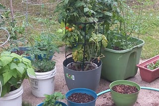 Finding Joy In My Container Garden Despite the Tomato Trouble Blues