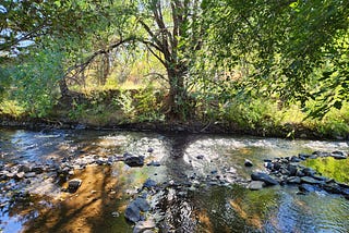 Sun shining through a willow tree’s leaves and onto a creek.