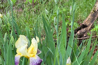 I Have No Idea How These Bearded Irises Got Here…