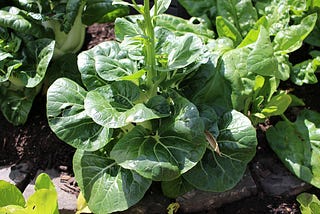 Ready to Harvest, Soup & Salad Time!