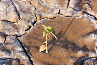 Soil: The Life Beneath Our Feet!