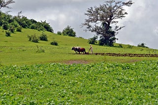 Active Youth Involvement in Food Sustainability