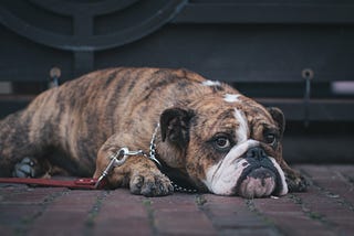 Dog food is not the only option