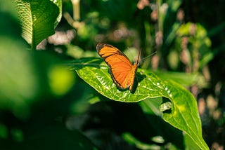 Panamá Y sus Mariposas…