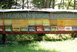 a horizontal row of brightly colored bee boxes in the sunshine and bees flying about