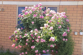 Top 10 Popular Rose Varieties You Should Know
