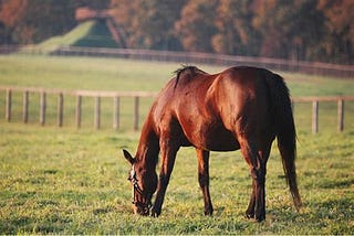 reconnaitre un cheval en bonne santé !