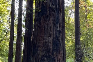 10 Things About… the Redwoods