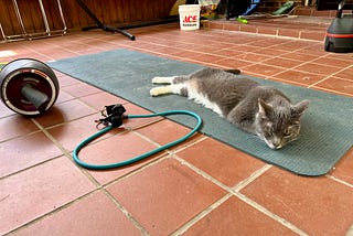 A cat laying on a yoga mat. A resistance band and an ab roller are on the floor nearby.