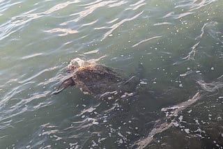 A sea turtle taking a breath in the aquamarine bay. Hawaii travel, vacation, turtle, nature writing