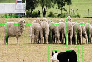 YOLO is Sheep Obsessed: Environmental Context in Unified Object Detection