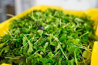 A yellow bin is filled with petite greens, arugula, kale with varying colors of leaves.