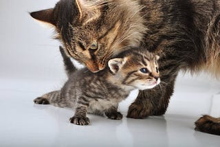 Cats Parenting dan Hal-Hal yang Wajib Kamu Ketahui Sebelum Melakukan Rescue Anak Kucing