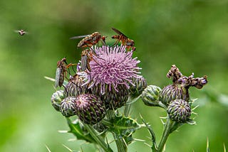 My NIH/National Cancer Institute Psilocybin Speakers Series Talk is available