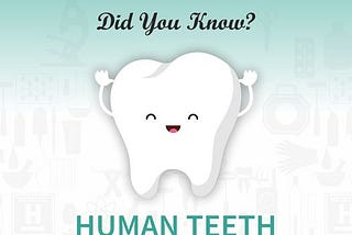 Human teeth are almost as hard as rock.