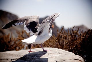 A photo. A young seagull lifts its wings to take flight.