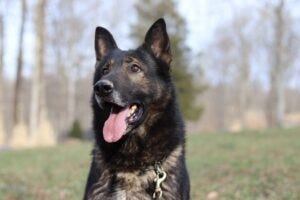 German Shepherds are one of the most popular dog breeds in the world, known for their intelligence…