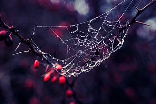 Spiderweb speckled with raindrops with a hazy background of red cherries and blue tinges