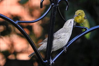 A fledged Brown-headed Cowbird solicits food from a caring Pine Warbler adult